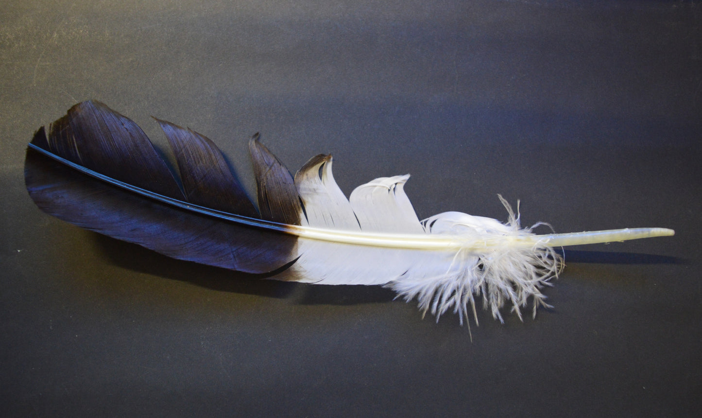Earthstore® Eagle Feather - imitation for Smudging & rituals
