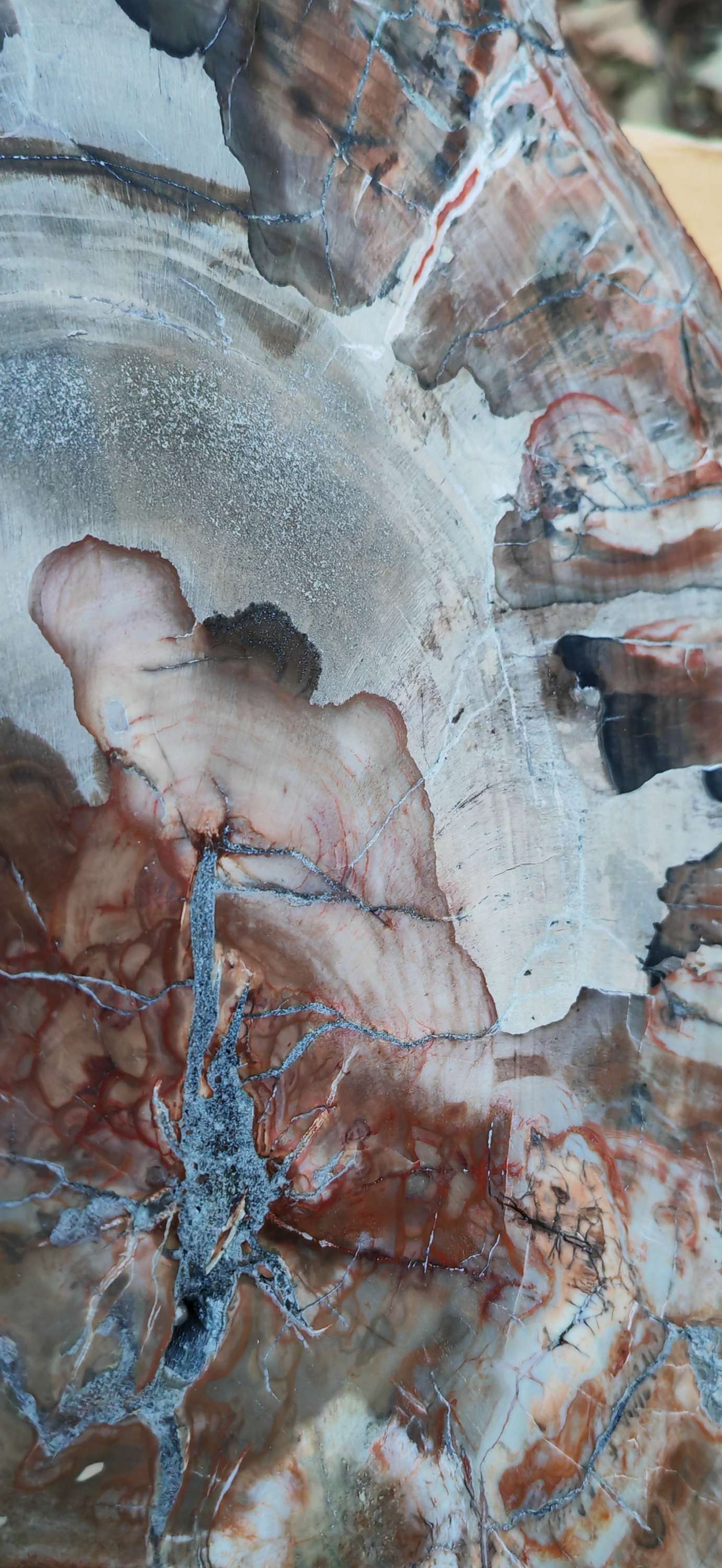 Earthstore® Petrified Wood - TREE TRUNK SLICE, 2.8kg - LOOKS FRESHLY CUT