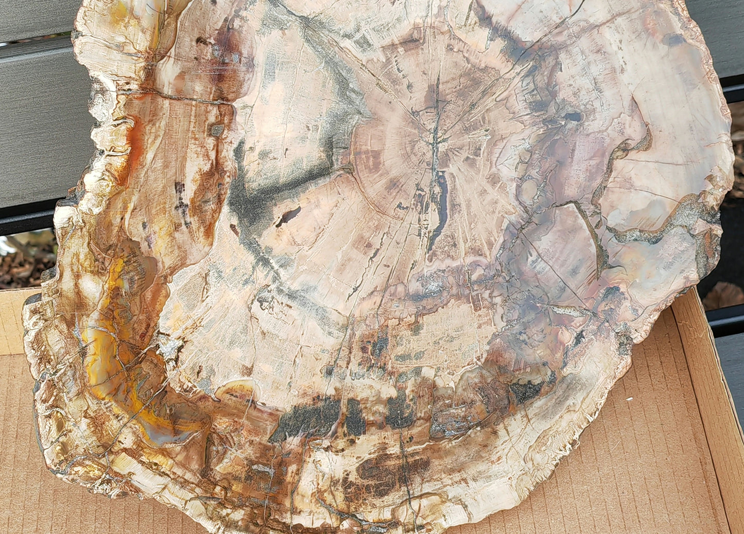 Earthstore® Petrified Wood - TREE TRUNK SLICE, 3.9kg - LOOKS FRESHLY CU