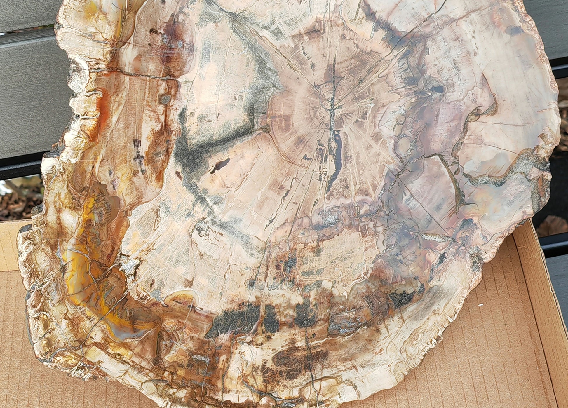 Earthstore® Petrified Wood - TREE TRUNK SLICE, 3.9kg - LOOKS FRESHLY CU