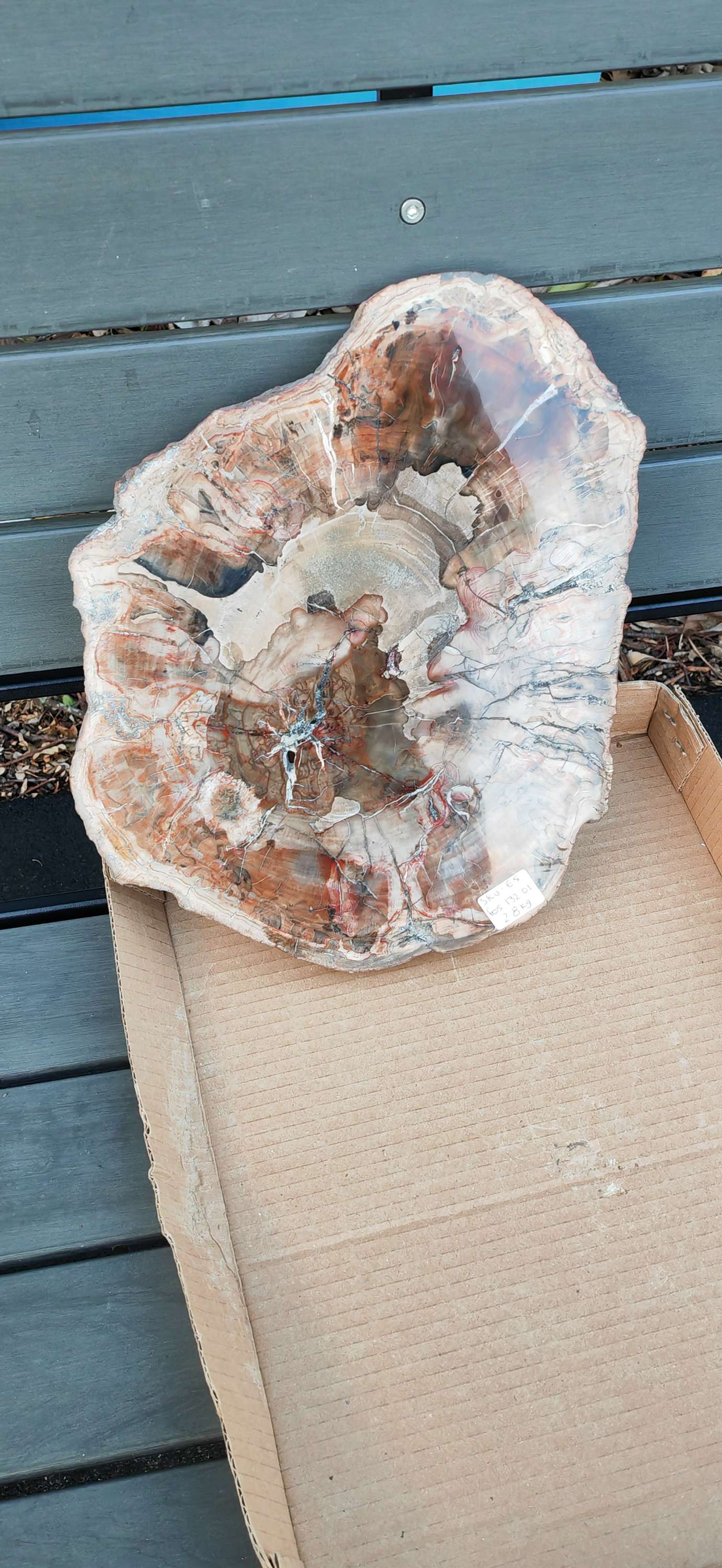 Earthstore® Petrified Wood - TREE TRUNK SLICE, 2.8kg - LOOKS FRESHLY CUT