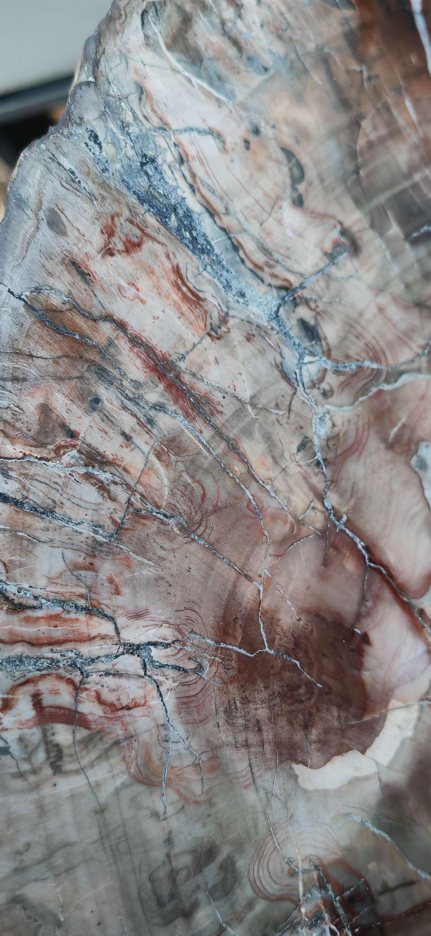 Earthstore® Petrified Wood - TREE TRUNK SLICE, 2.8kg - LOOKS FRESHLY CUT