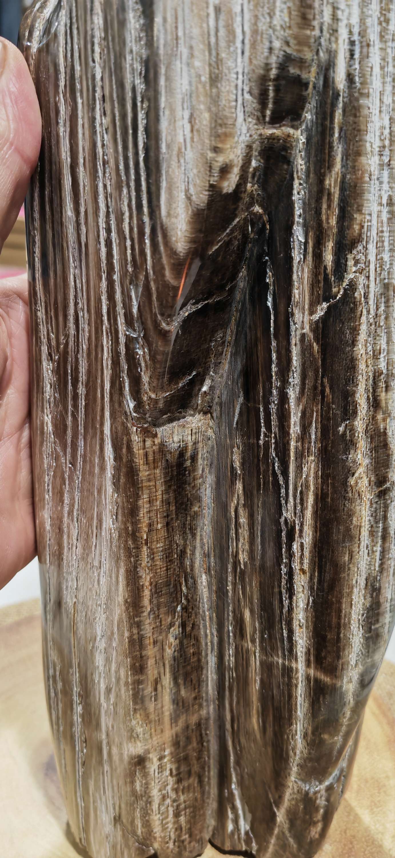 Earthstore® Petrified Wood, 4.2kg - TALL with natural symetrical markings