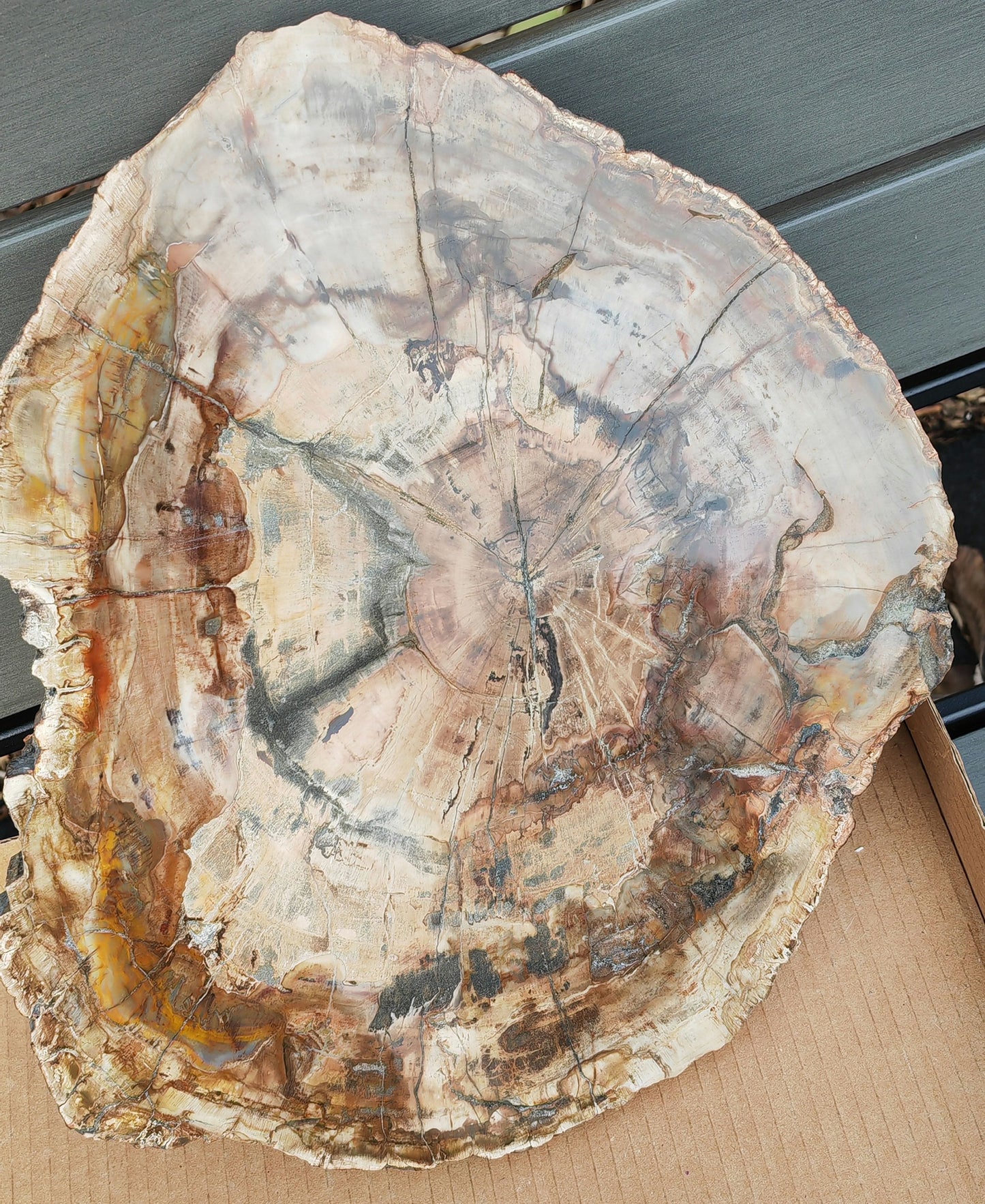 Earthstore® Petrified Wood - TREE TRUNK SLICE, 3.9kg - LOOKS FRESHLY CU