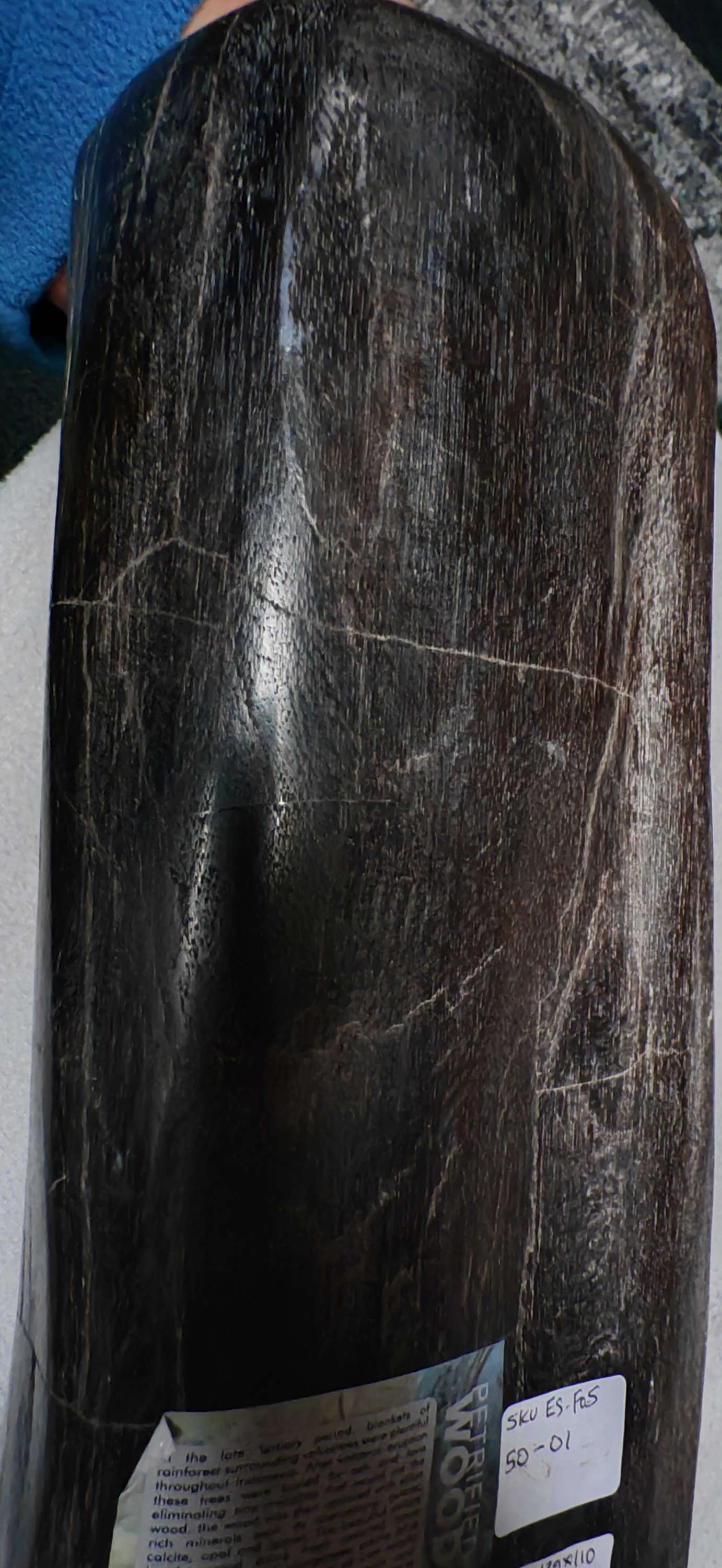 Earthstore® Petrified Wood, 5.7kg an absolute BEAST. Dark and Brooding.