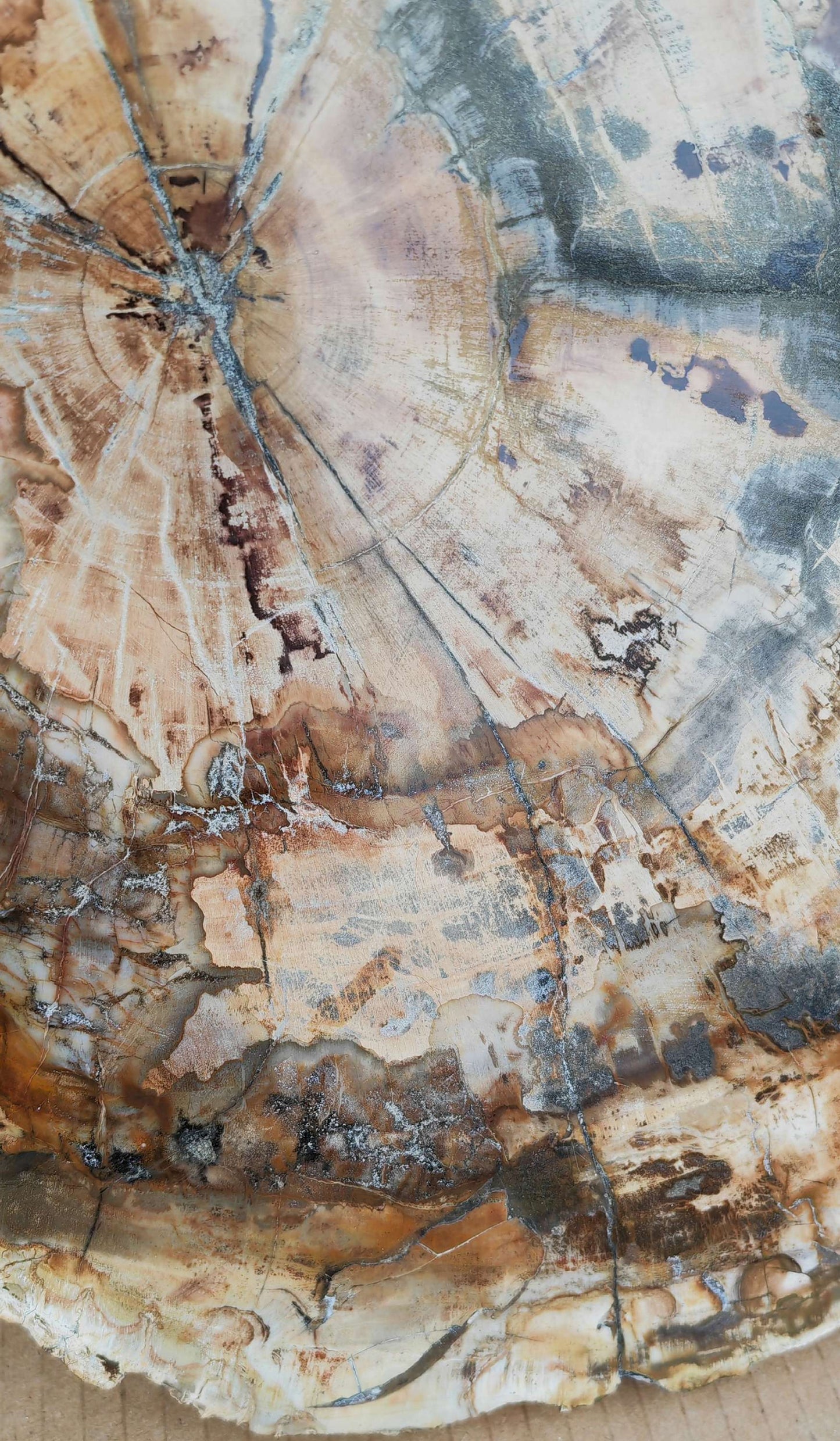 Earthstore® Petrified Wood - TREE TRUNK SLICE, 3.9kg - LOOKS FRESHLY CU