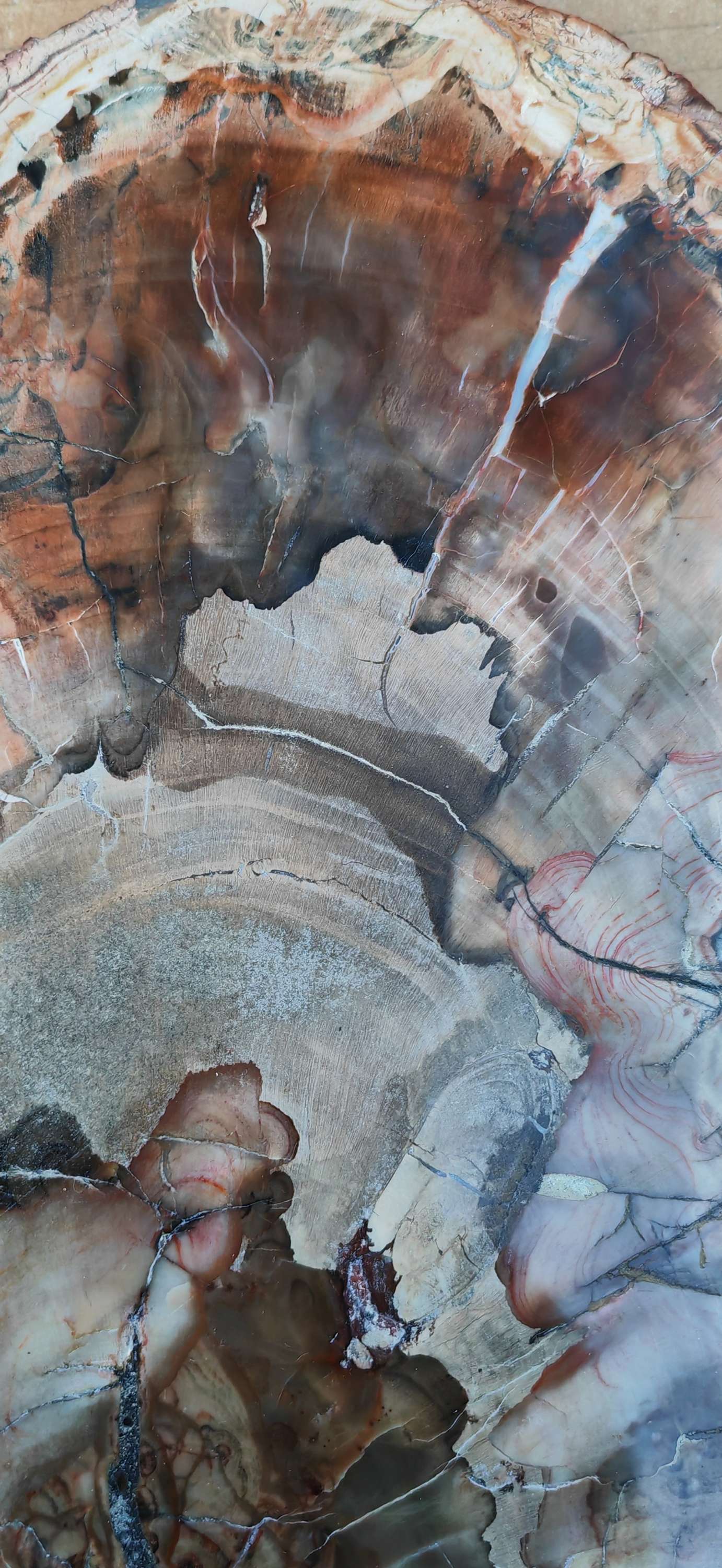 Earthstore® Petrified Wood - TREE TRUNK SLICE, 2.8kg - LOOKS FRESHLY CUT