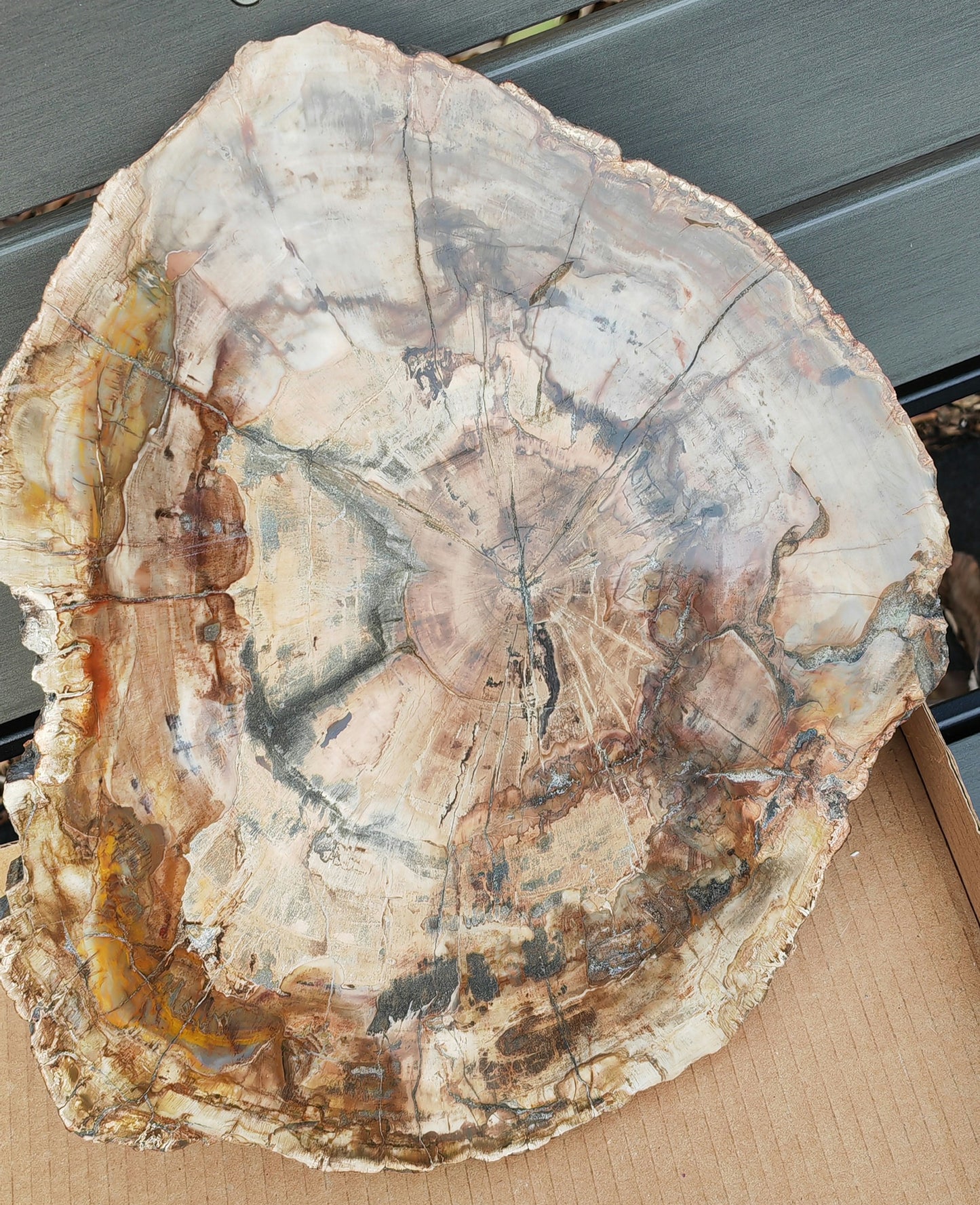 Earthstore® Petrified Wood - TREE TRUNK SLICE, 3.9kg - LOOKS FRESHLY CU