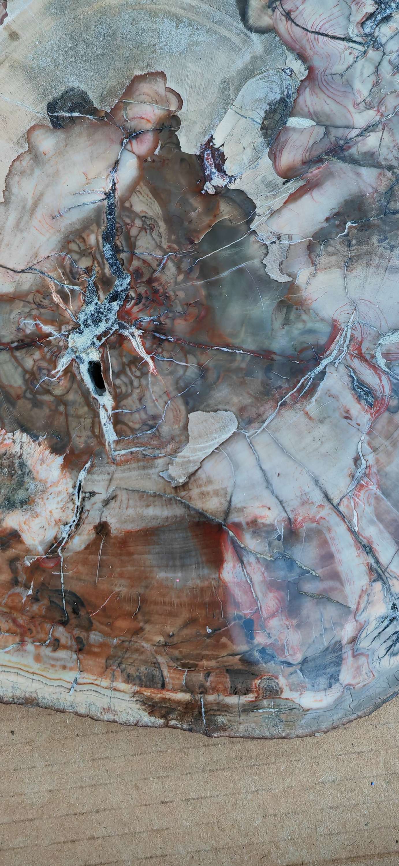 Earthstore® Petrified Wood - TREE TRUNK SLICE, 2.8kg - LOOKS FRESHLY CUT