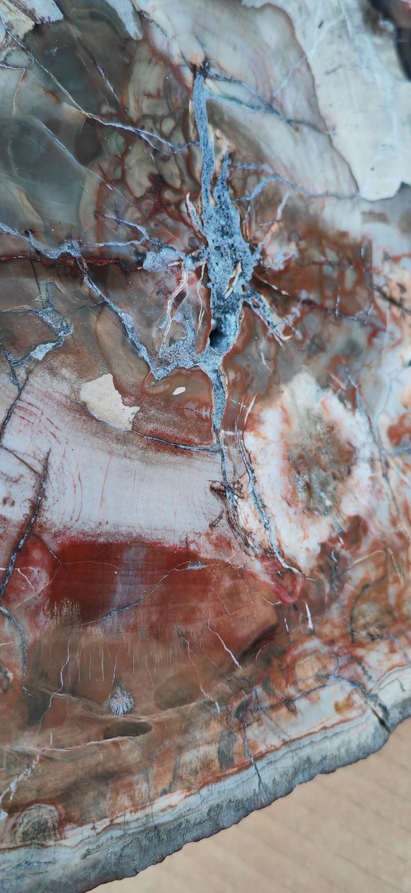 Earthstore® Petrified Wood - TREE TRUNK SLICE, 2.8kg - LOOKS FRESHLY CUT