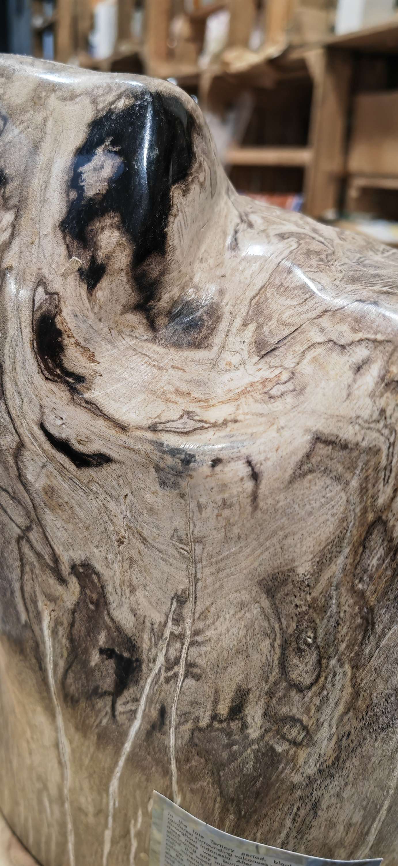 Earthstore® Petrified Wood, 5.9kg - 100% PERFECTION - UNUSUAL MARKINGS