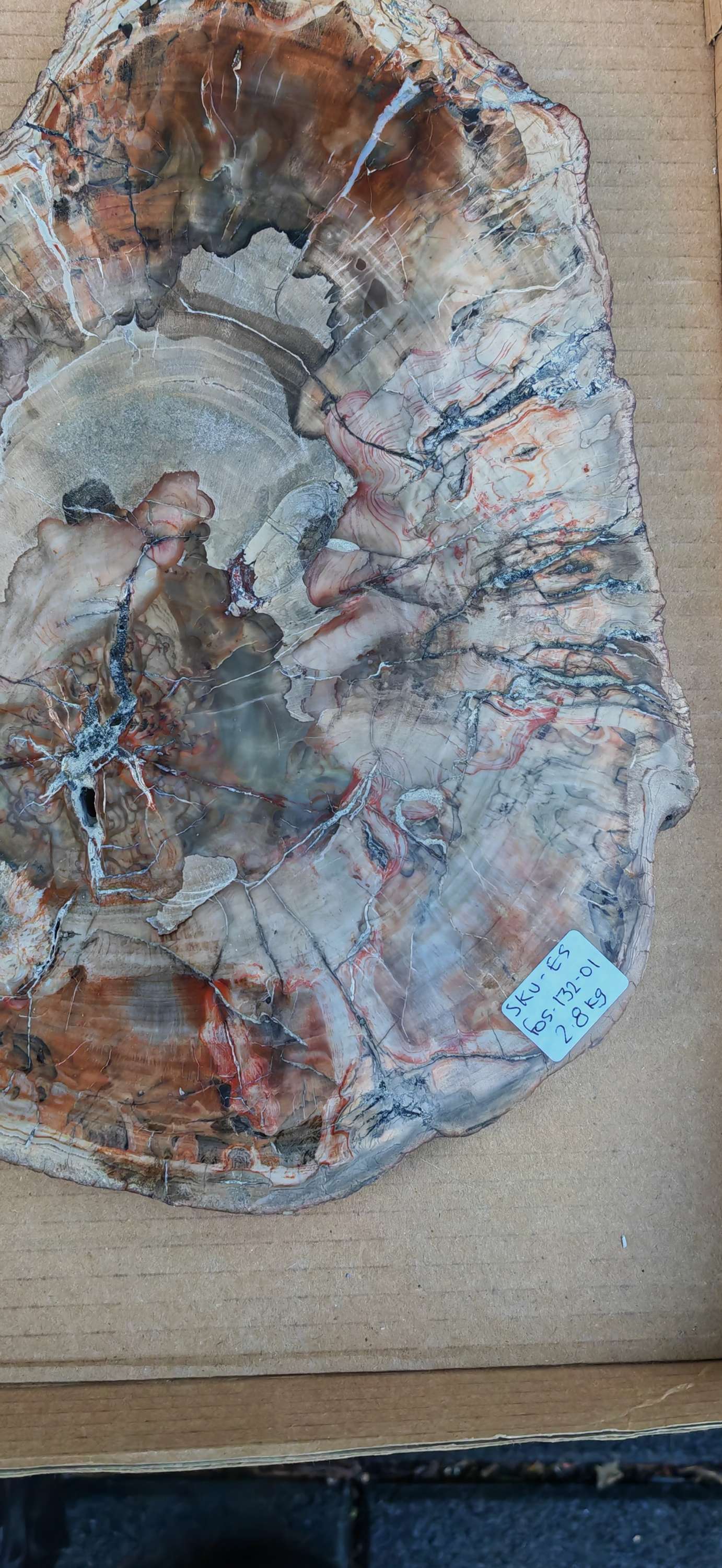 Earthstore® Petrified Wood - TREE TRUNK SLICE, 2.8kg - LOOKS FRESHLY CUT