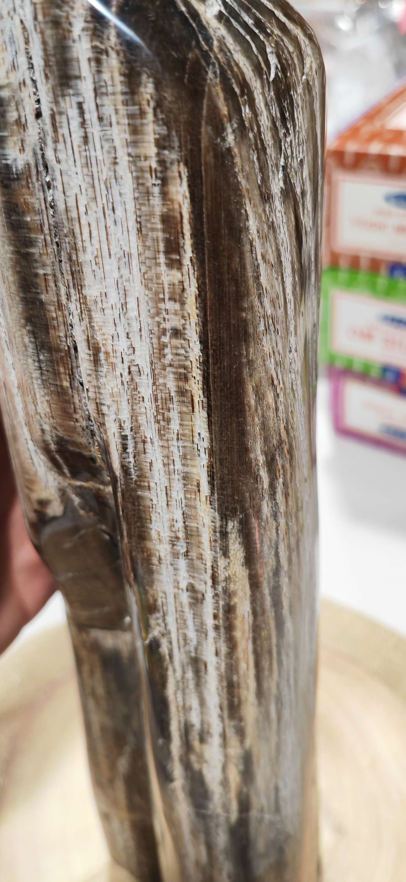 Earthstore® Petrified Wood, 4.2kg - TALL with natural symetrical markings
