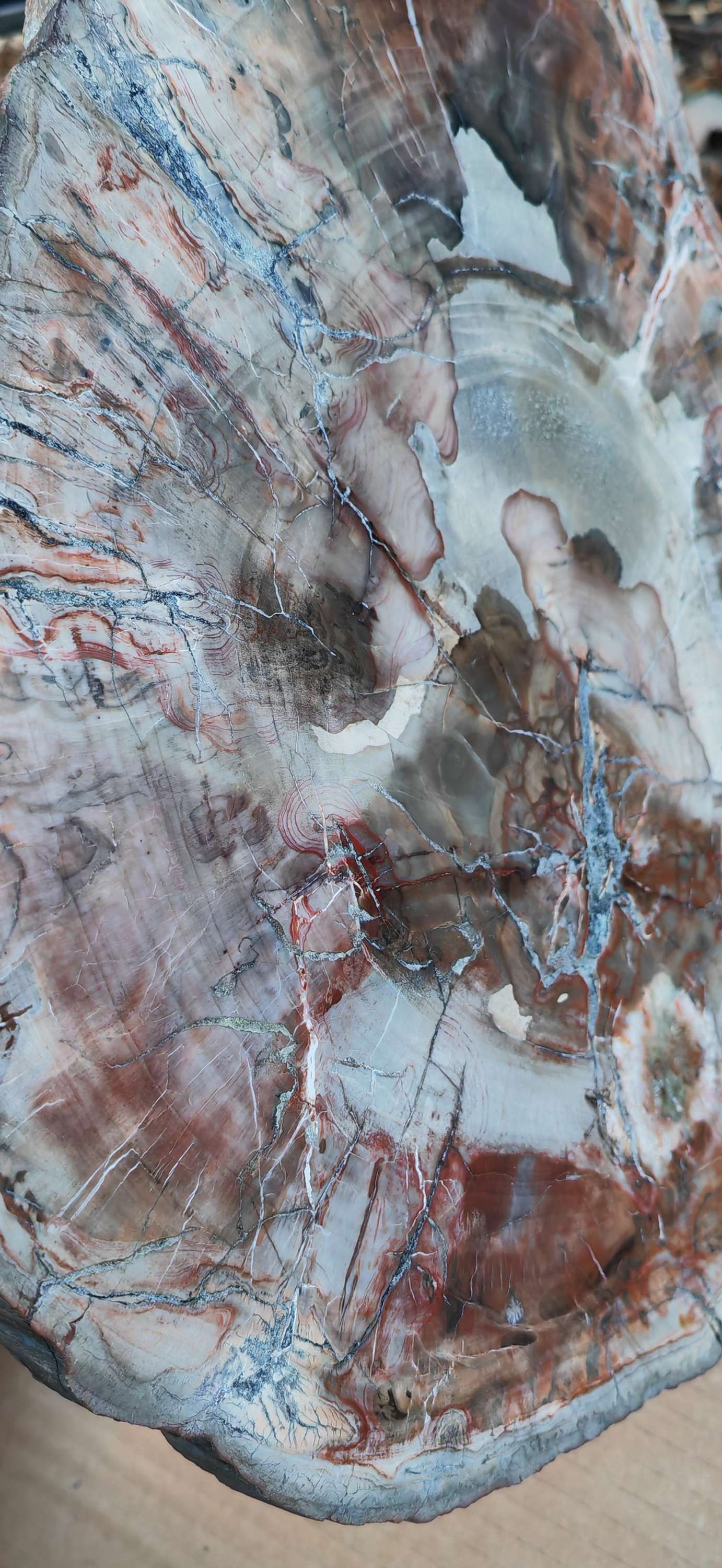 Earthstore® Petrified Wood - TREE TRUNK SLICE, 2.8kg - LOOKS FRESHLY CUT