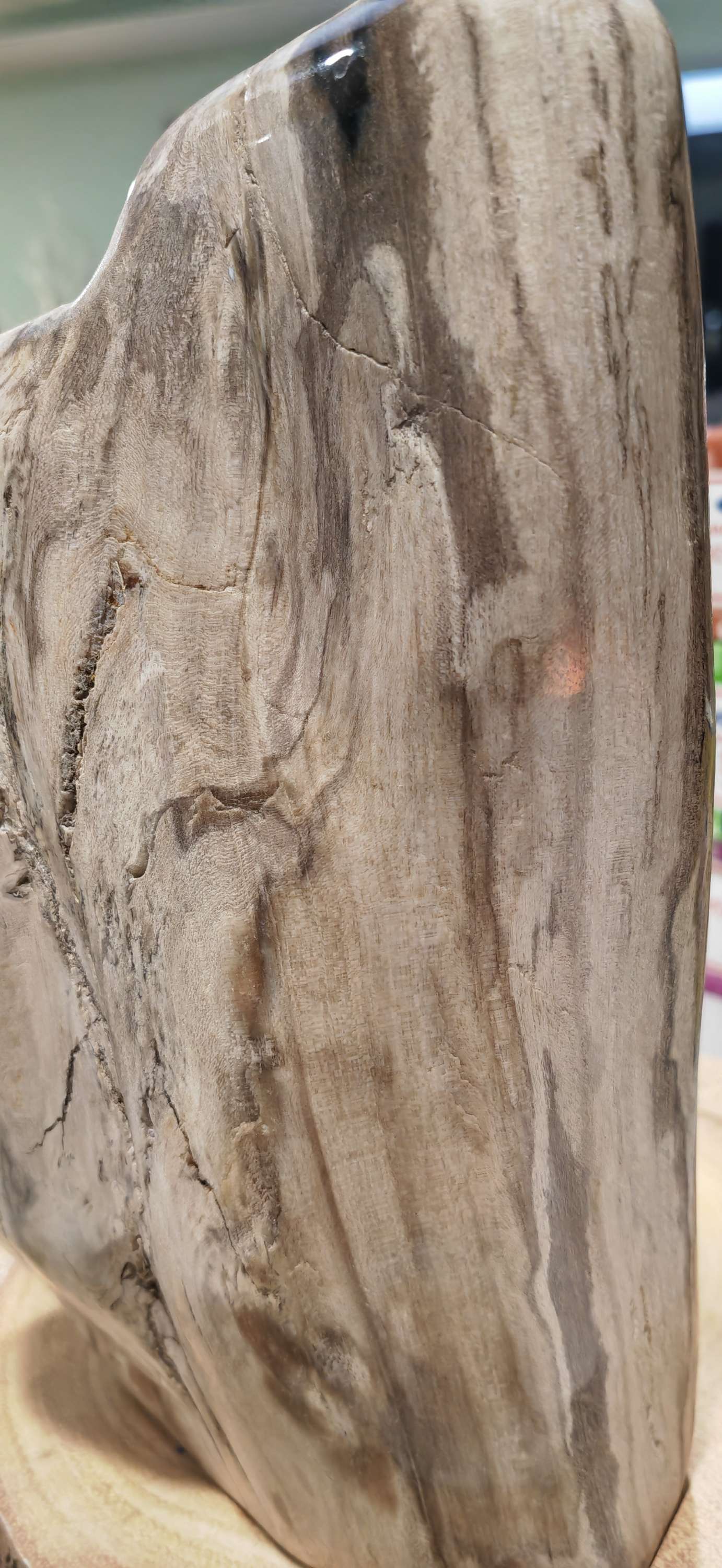 Earthstore® Petrified Wood, 5.9kg - 100% PERFECTION - UNUSUAL MARKINGS