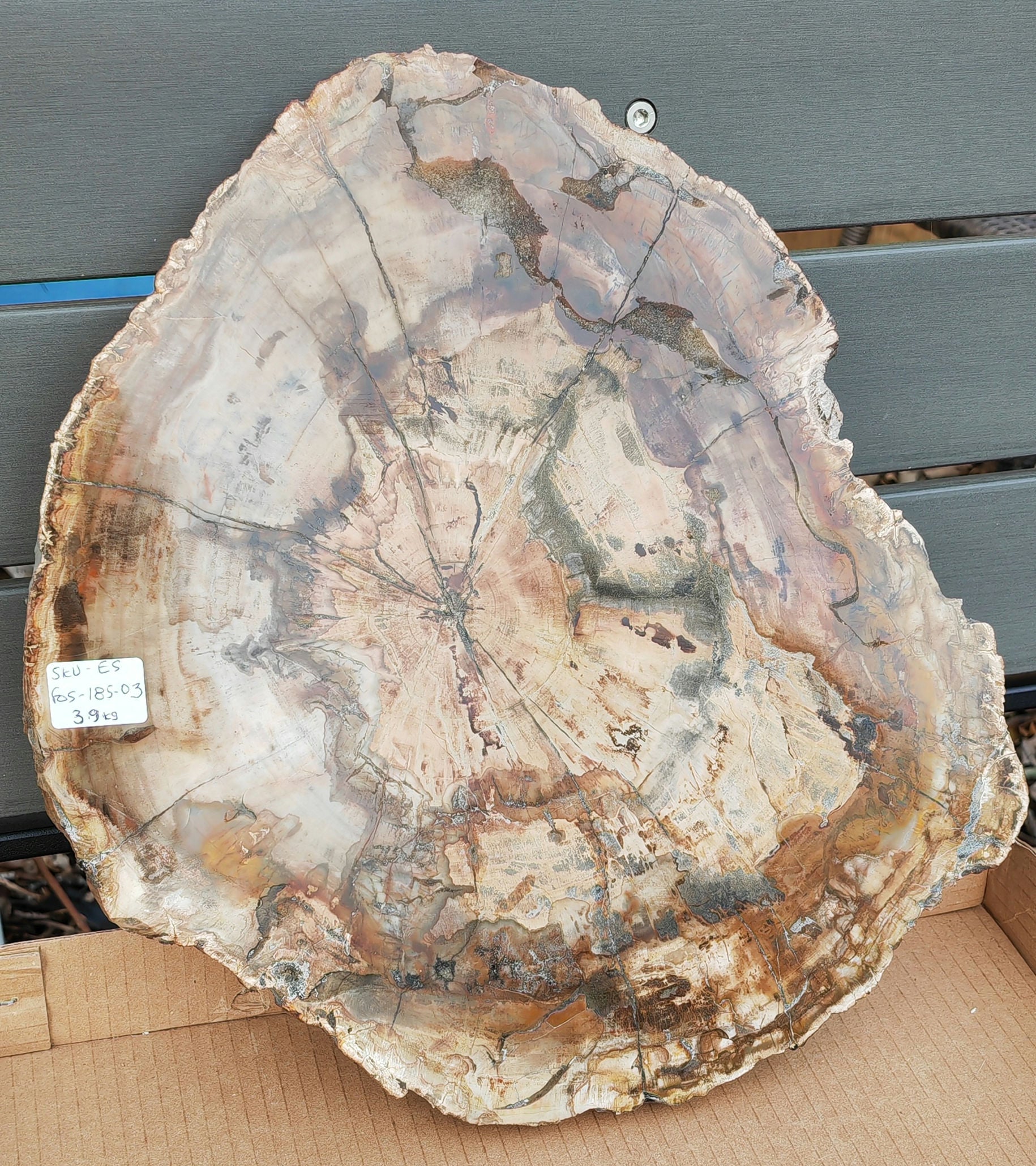 Earthstore® Petrified Wood - TREE TRUNK SLICE, 3.9kg - LOOKS FRESHLY CU