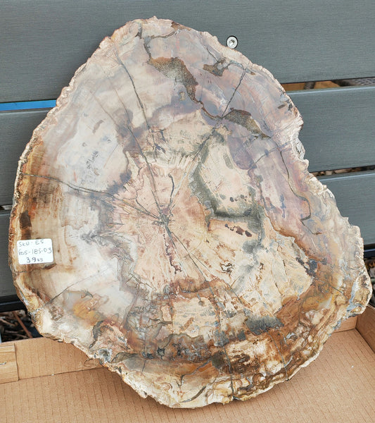 Earthstore® Petrified Wood - TREE TRUNK SLICE, 3.9kg - LOOKS FRESHLY CU