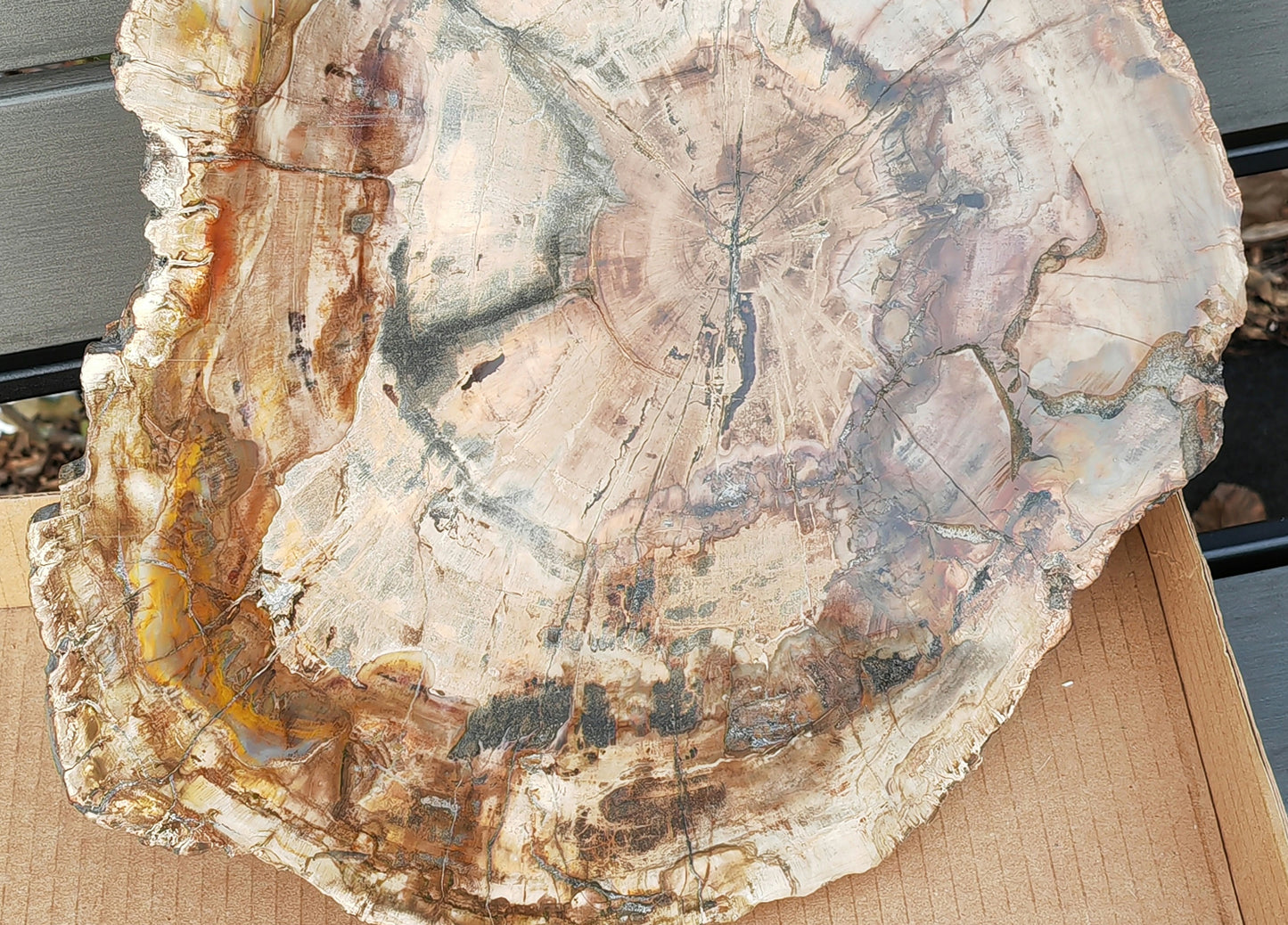 Earthstore® Petrified Wood - TREE TRUNK SLICE, 3.9kg - LOOKS FRESHLY CU