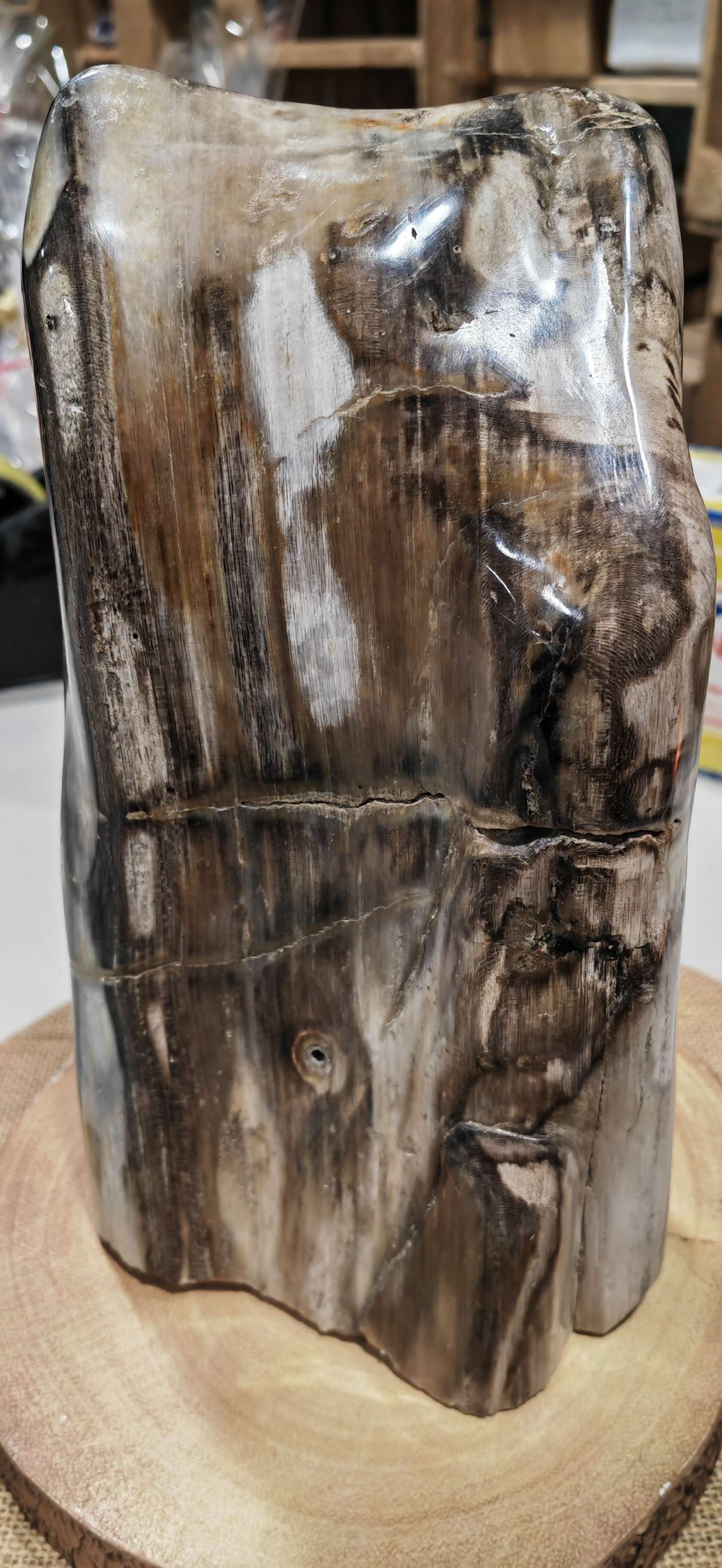 Earthstore® Petrified Wood, Indonesia 4.4kg UNIQUE