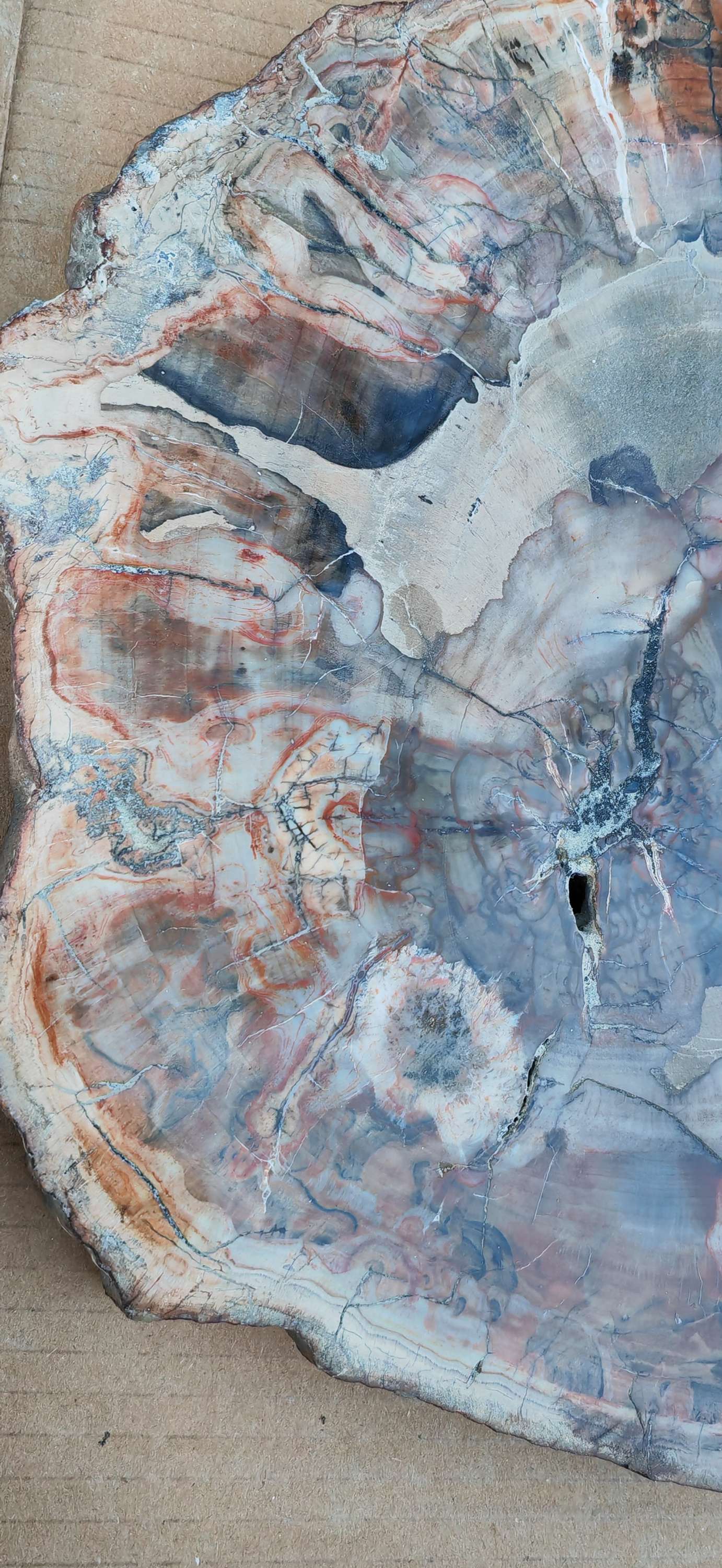 Earthstore® Petrified Wood - TREE TRUNK SLICE, 2.8kg - LOOKS FRESHLY CUT