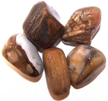 Earthstore® Petrified Wood - Tumblestone (Fossilised wood LARGE)